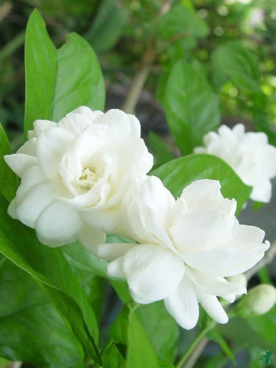 heirloom non flower seeds