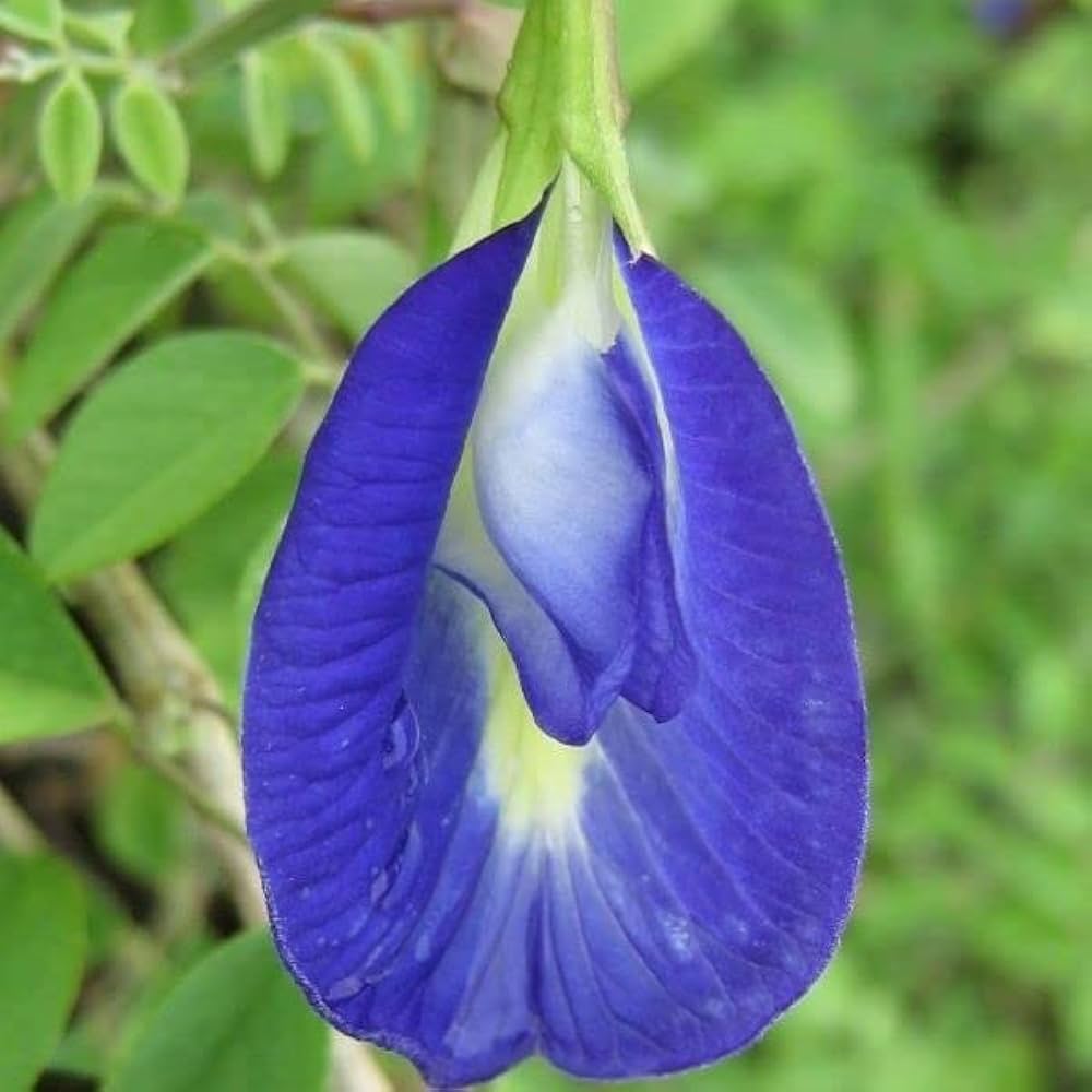 blue money flower seeds