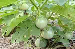 Light Green Eggplant Seeds for Planting | Heirloom, Non-GMO, High Germination Organic Garden Seeds