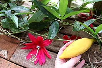 Flower Seeds, Seeds for Planting, Plant Seeds