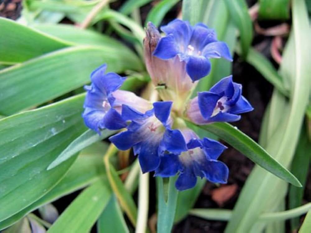 largeleaf gentian flower seeds