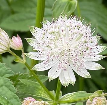 masterwort for flower seeds
