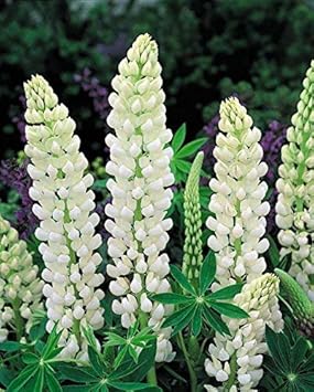 Flower Seeds, Seeds for Planting, Plant Seeds