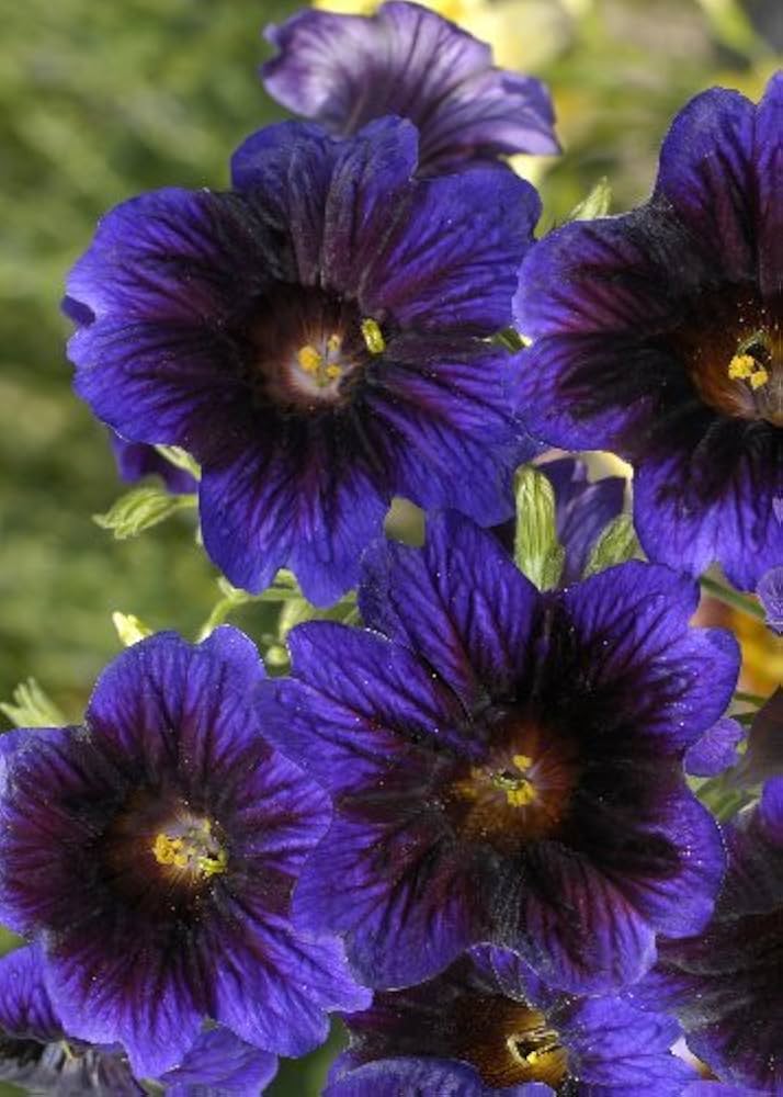 blue salpiglossis flower seeds