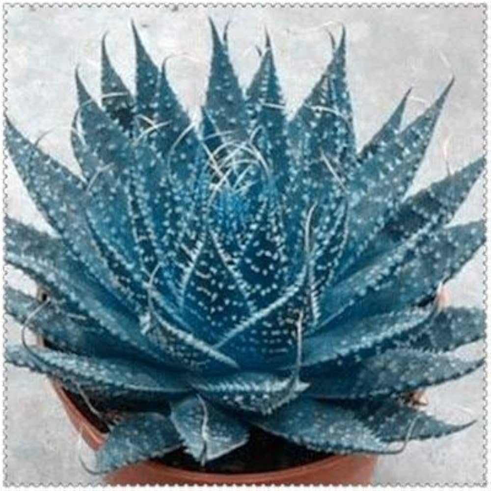 Blue Maguey Aloe Plant Seeds for Planting 100 pcs