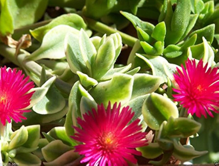 Heirloom Red Aptenia Flower Seeds for Planting - Non-GMO, High Germination Organic Garden Ground Cover Seeds