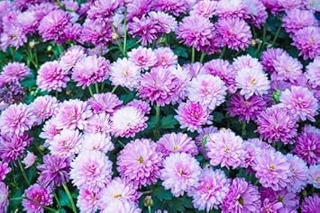 violet white flower seeds