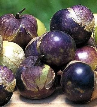 Purple Tomatillo Seeds for Planting