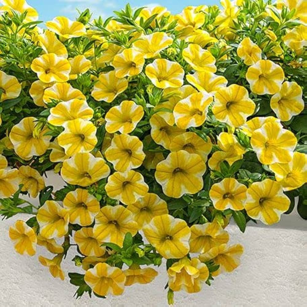 yellow petunia flower seeds