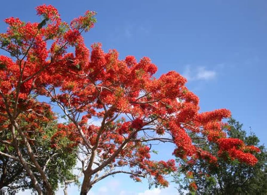 Red Jacaranda flower seeds – heirloom, non-GMO seeds for planting