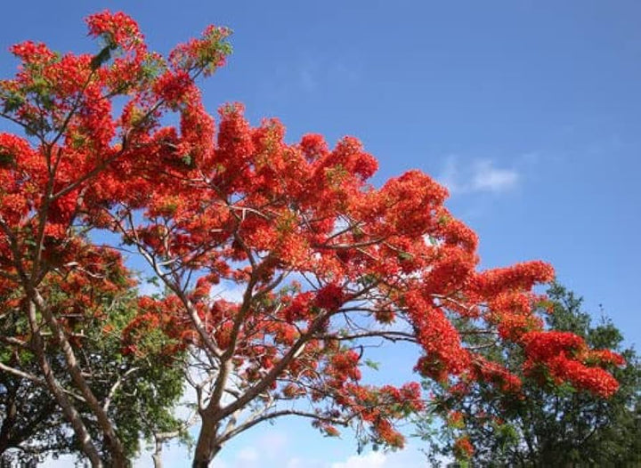 Red Jacaranda flower seeds – heirloom, non-GMO seeds for planting