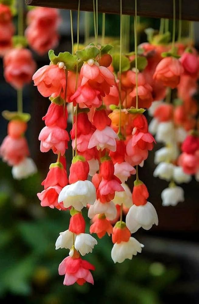 yellow go flower seeds