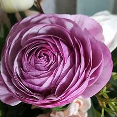 Flower Seeds, Seeds for Planting, Plant Seeds