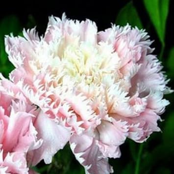 Flower Seeds, Seeds for Planting, Plant Seeds