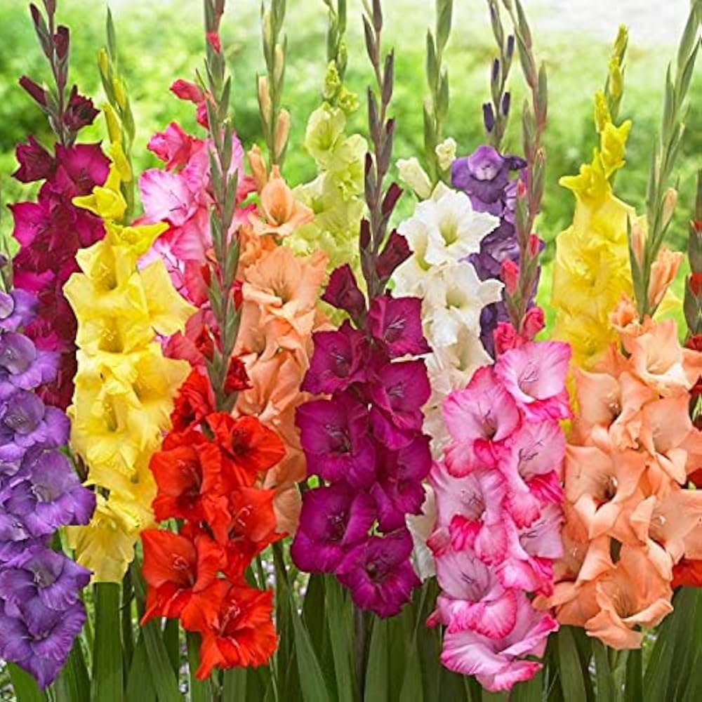 yellow red flower seeds