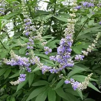 vitex agnus flower seeds