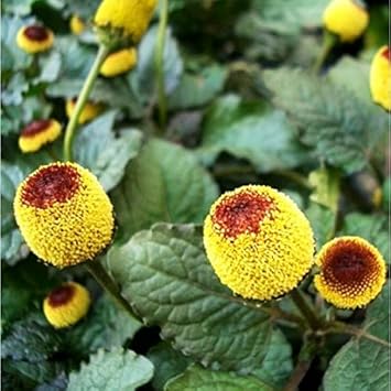 spilanthes oleracea flower seeds