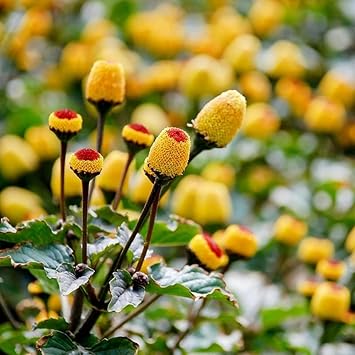 Heirloom Toothache Plant Seeds for Planting