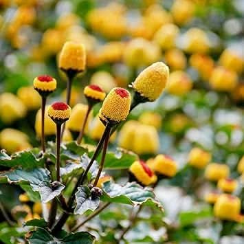 toothache plant flower seeds