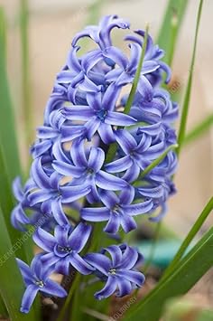 purple hyacinthus flower seeds
