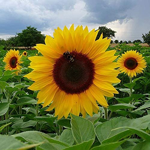 Yellow Sunflower Flower Seeds for Planting, Fresh and Vibrant, 100 pcs