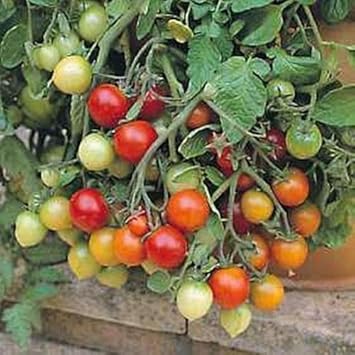 Red Tumbler Tomato Seeds for Planting