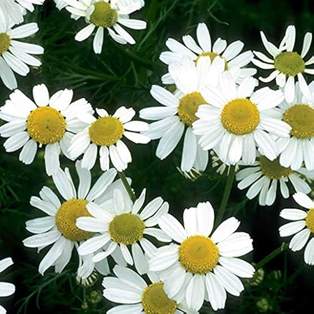 white german flower seeds