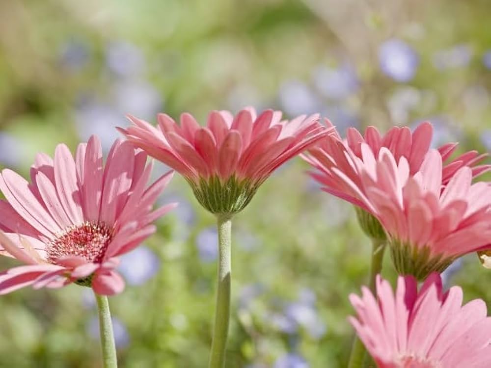 Pink Jamesonii Flower Seeds for Planting, 100 pcs