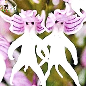 Flower Seeds, Seeds for Planting, Plant Seeds