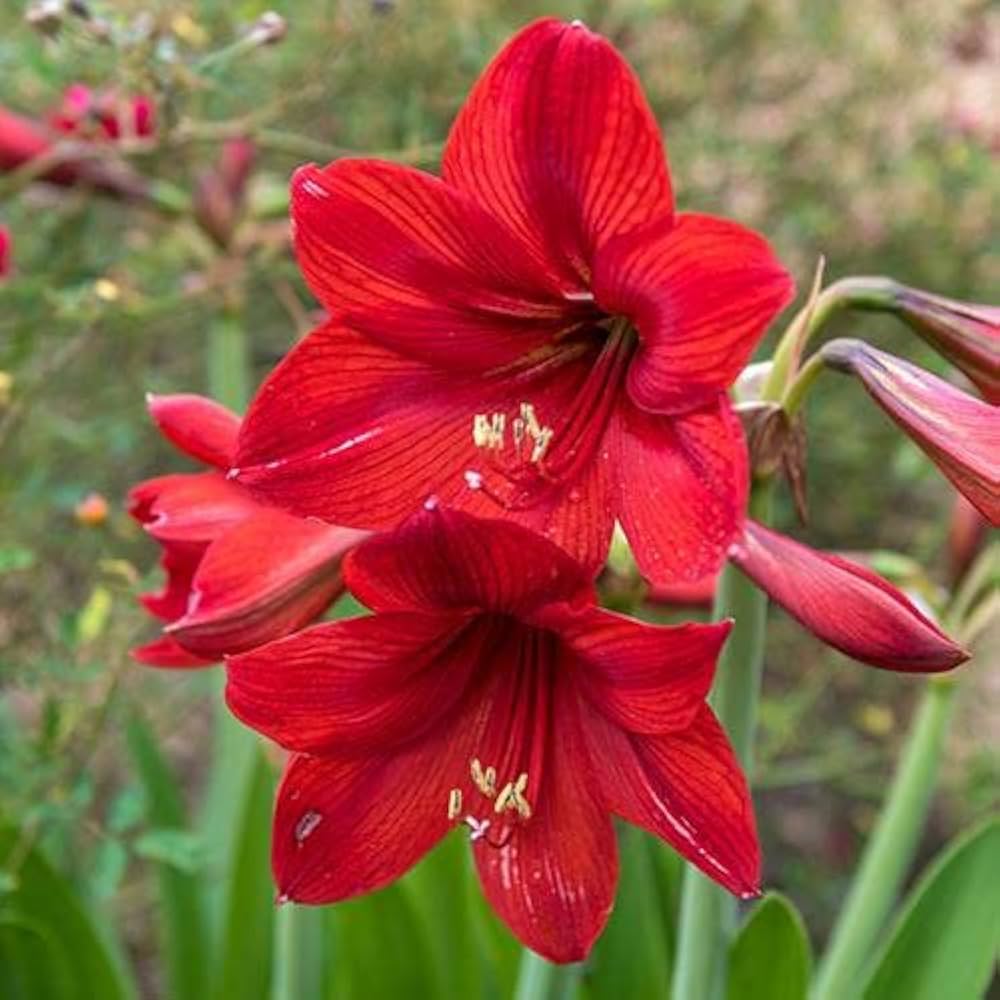 amaryllis flower flower seeds
