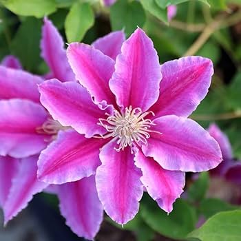 Vibrant Violet Red Clematis Flower Seeds — Non-GMO, Heirloom Quality for Garden Planting