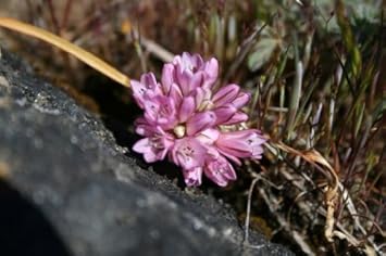 Flower Seeds, Seeds for Planting, Plant Seeds