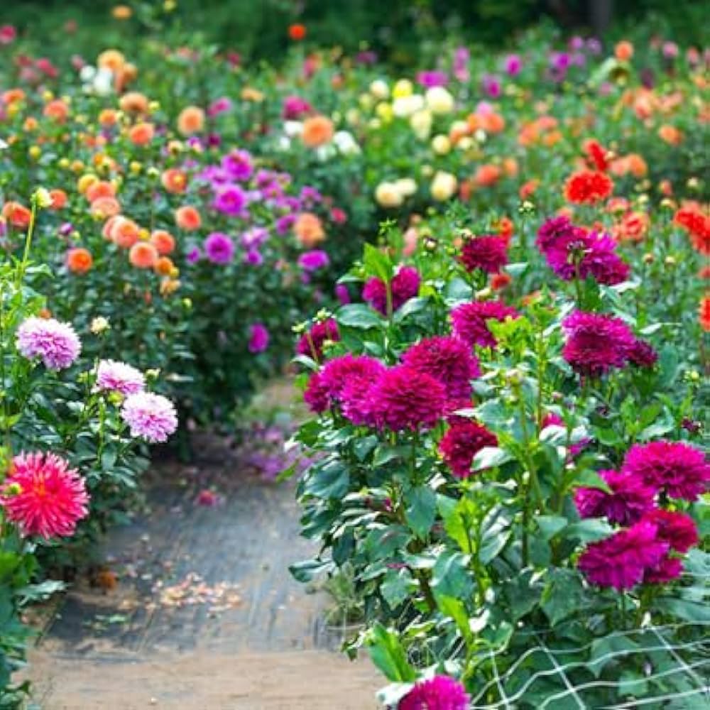house garden flower seeds