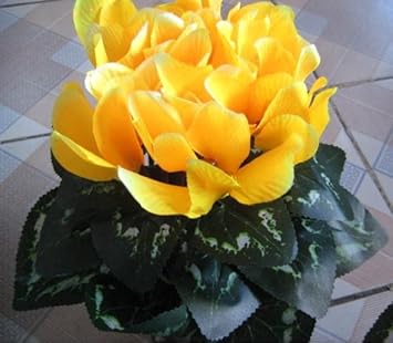 Flower Seeds, Seeds for Planting, Plant Seeds