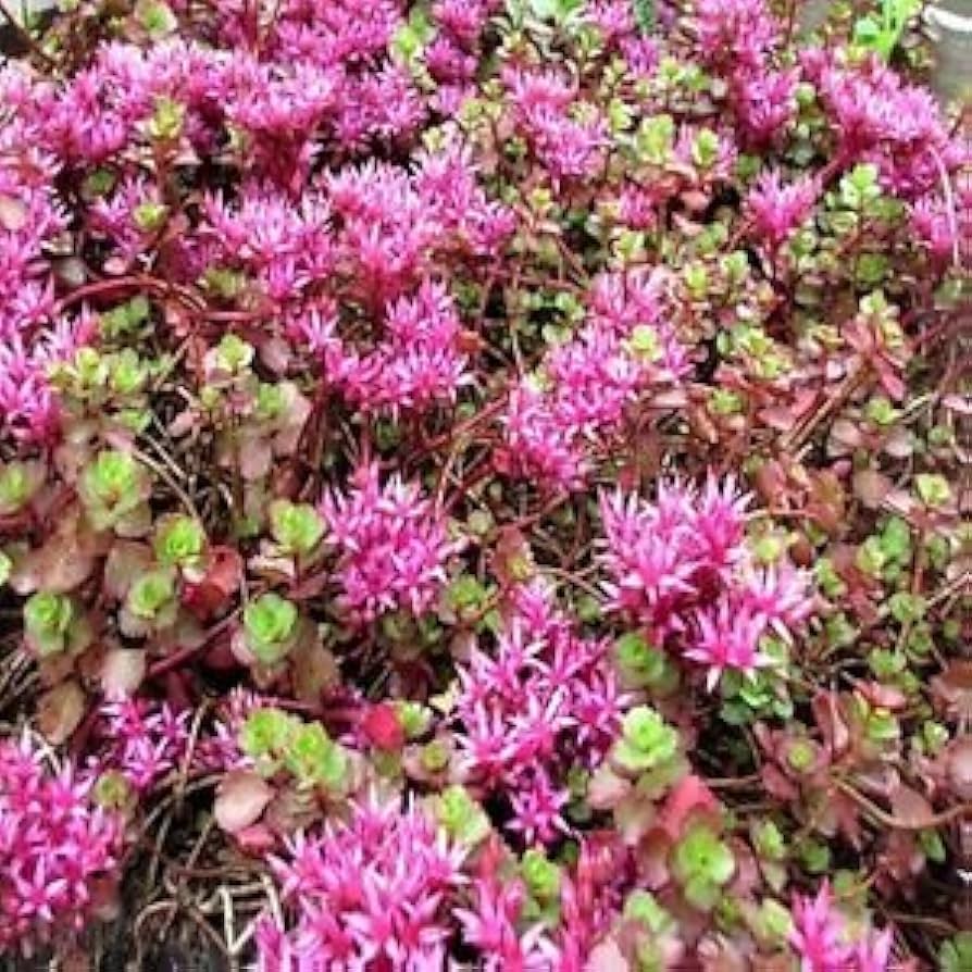 Pink Sedum Spurium Plant Seeds for Planting – 100 pcs