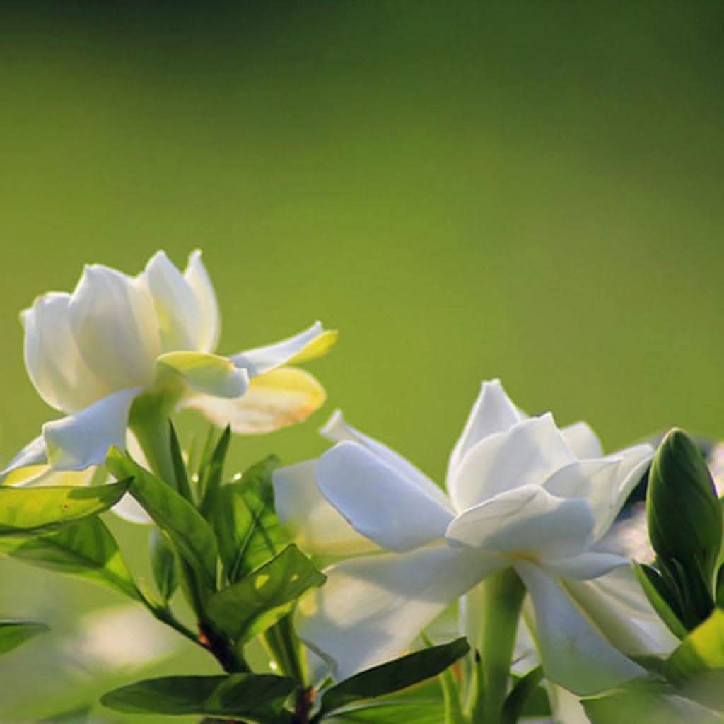 green white flower seeds