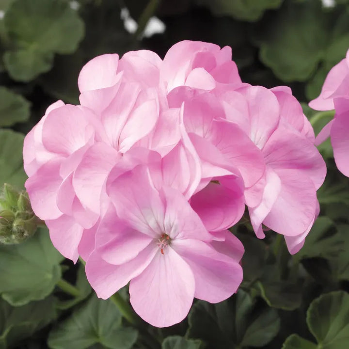 Geranium Baby Pink Flower Seeds for Planting 100 pcs