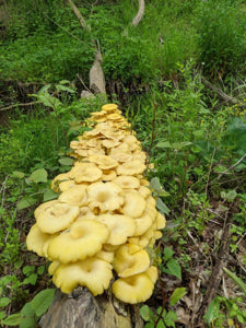 Heirloom Non-GMO Yellow Oyster Mushroom Seeds for Home Cultivation