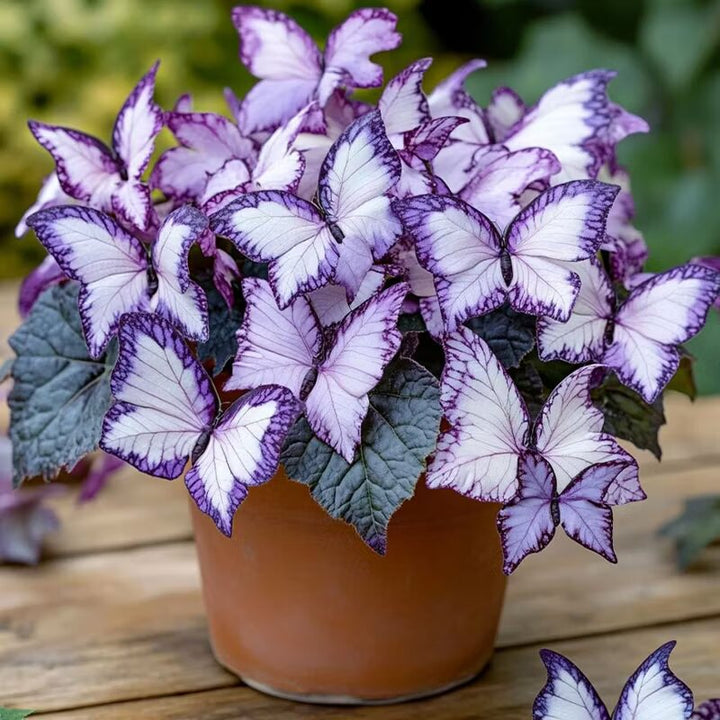 Moonlight Butterfly Begonia Flower Seeds Purple and White – Heirloom Non-GMO High Germination Seeds