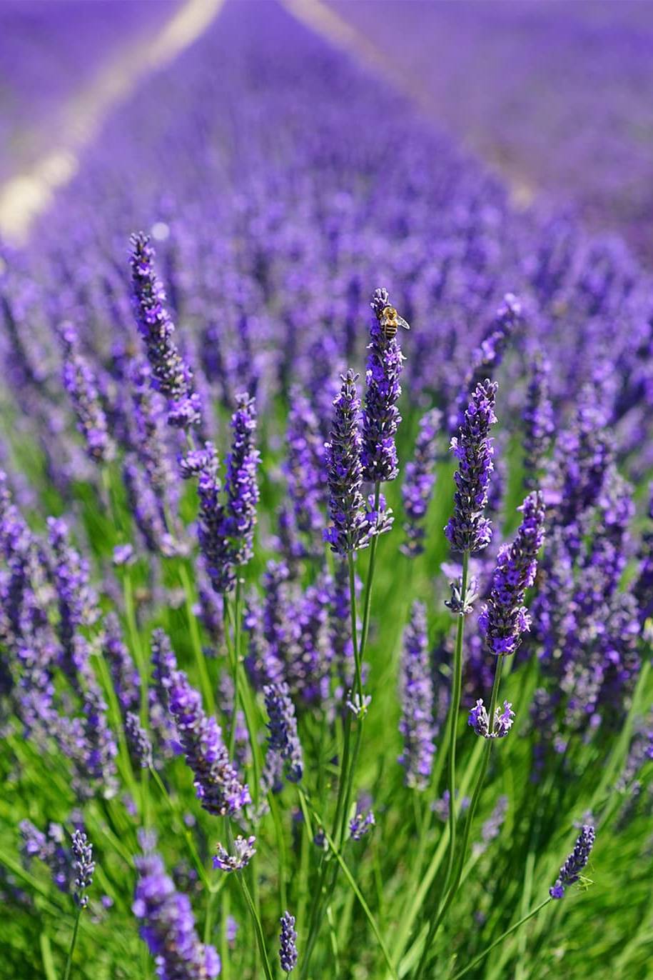 lavender purple flower seeds