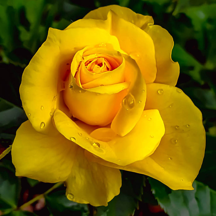 Rainbow Rose Yellow Flower Seeds for Planting 100 pcs