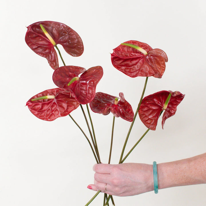 Maroon Anthurium Flower Seeds – Heirloom Non-GMO High Germination Organic Garden Seeds for Planting