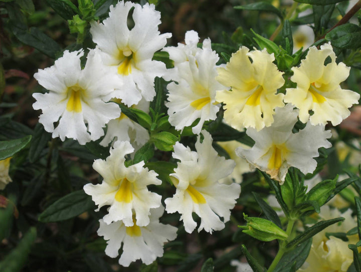 Hvide Mimulus Blomsterfrø til udplantning - 100 stk