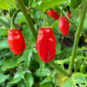 pimento seeds for planting Trinidad Pimento Pepper Seeds for Planting – Heirloom, Mild, Non-GMO, High Germination Organic Garden Seeds