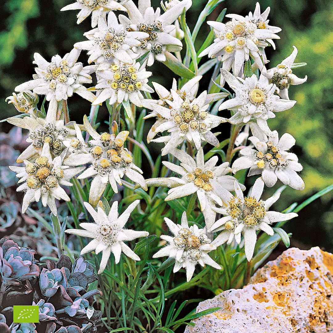 planting edelweiss seeds Edelweiss Flower Seeds – Heirloom Non-GMO – Neeraseeds