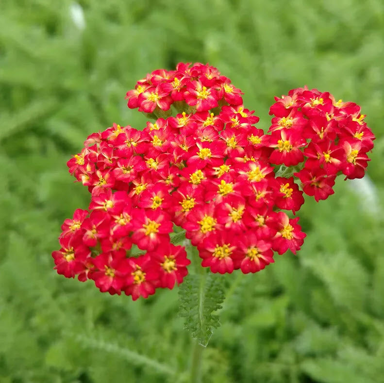 yarrow achillea flower seeds