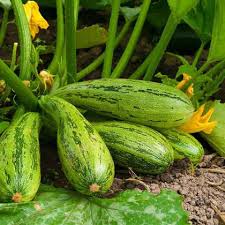 Zucchino Heirloom Non-GMO Vegetable Seeds for Planting