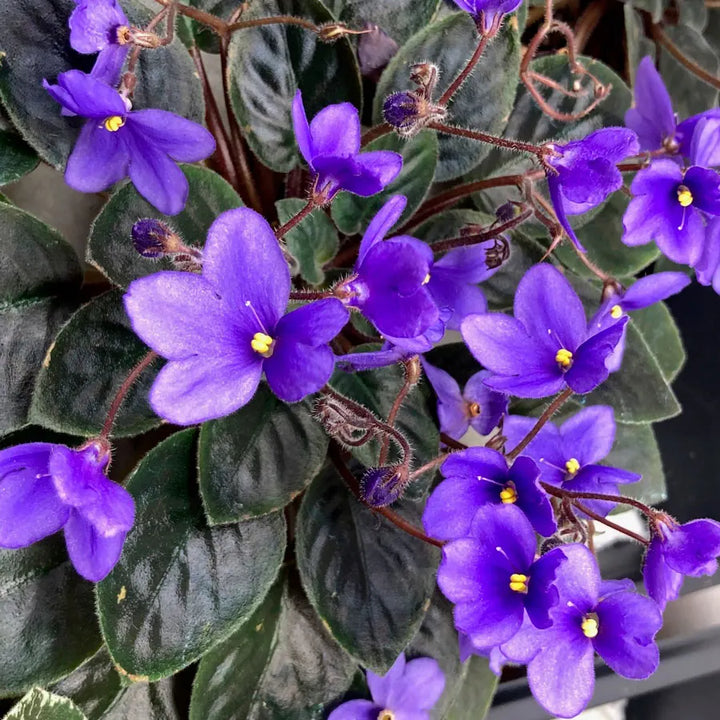 Heirloom Non-GMO Saintpaulia Flower Seeds for Planting – African Violet Garden Seeds
