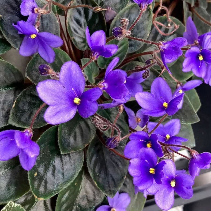 violet heirloom flower seeds