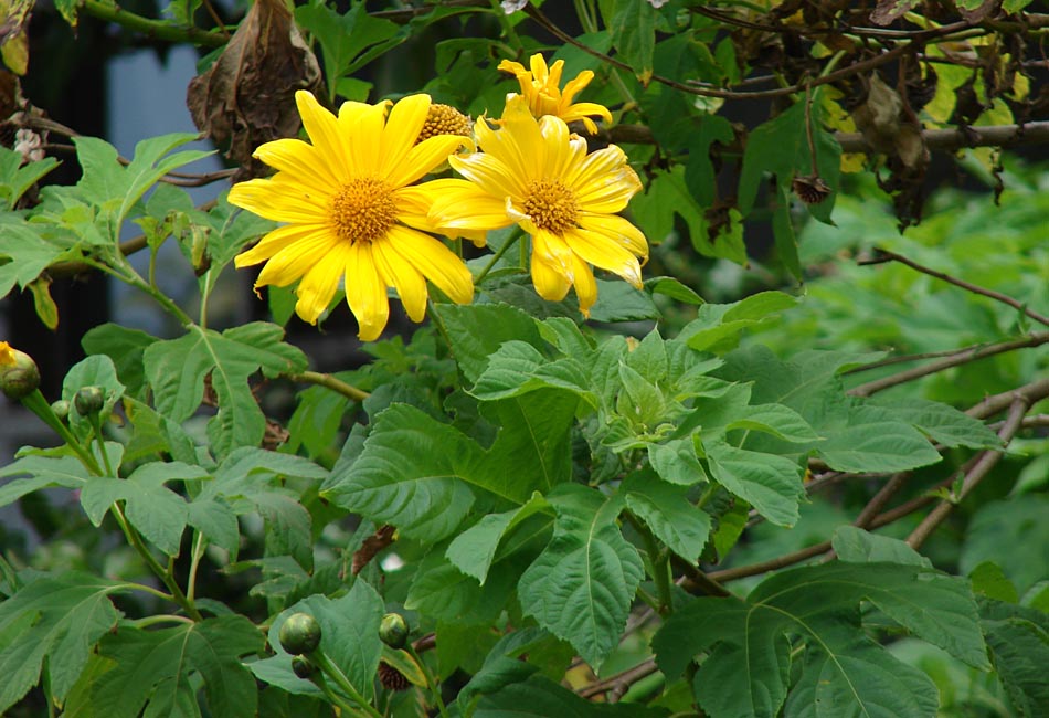 tithonia diversifolia flower seeds